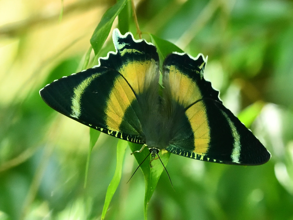 North Queensland Day Moth (Alcides metaurus), Cairns, Australien