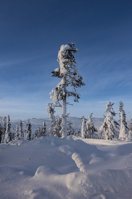Tree, Snow & View