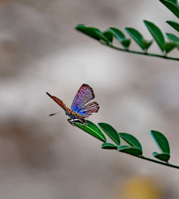 Reakirt's Blue Butterfly