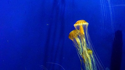 Georgia Aquarium, Atlanta