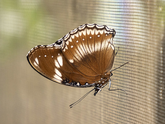 Great Eggfly ?