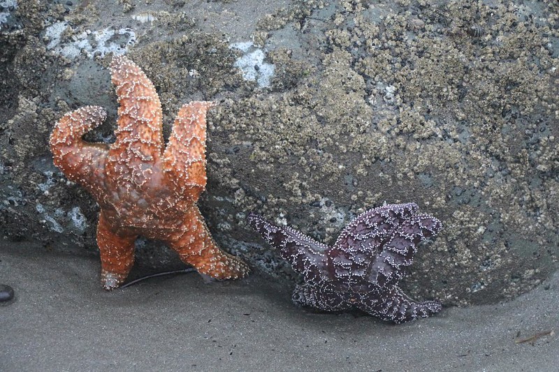 Two Starfish on the side of a barnacle-covered boulder on Rialto Beach near Hole In The Wall