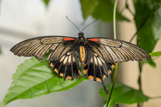 Asian Swallowtail (female) ?
