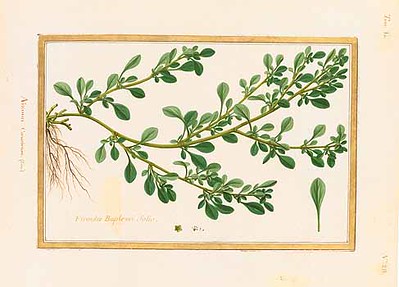 3 Aizoon canariense, una delle piante viste da Adanson, ritratta in acquarello su pergamena della collezione reale di Parigi.