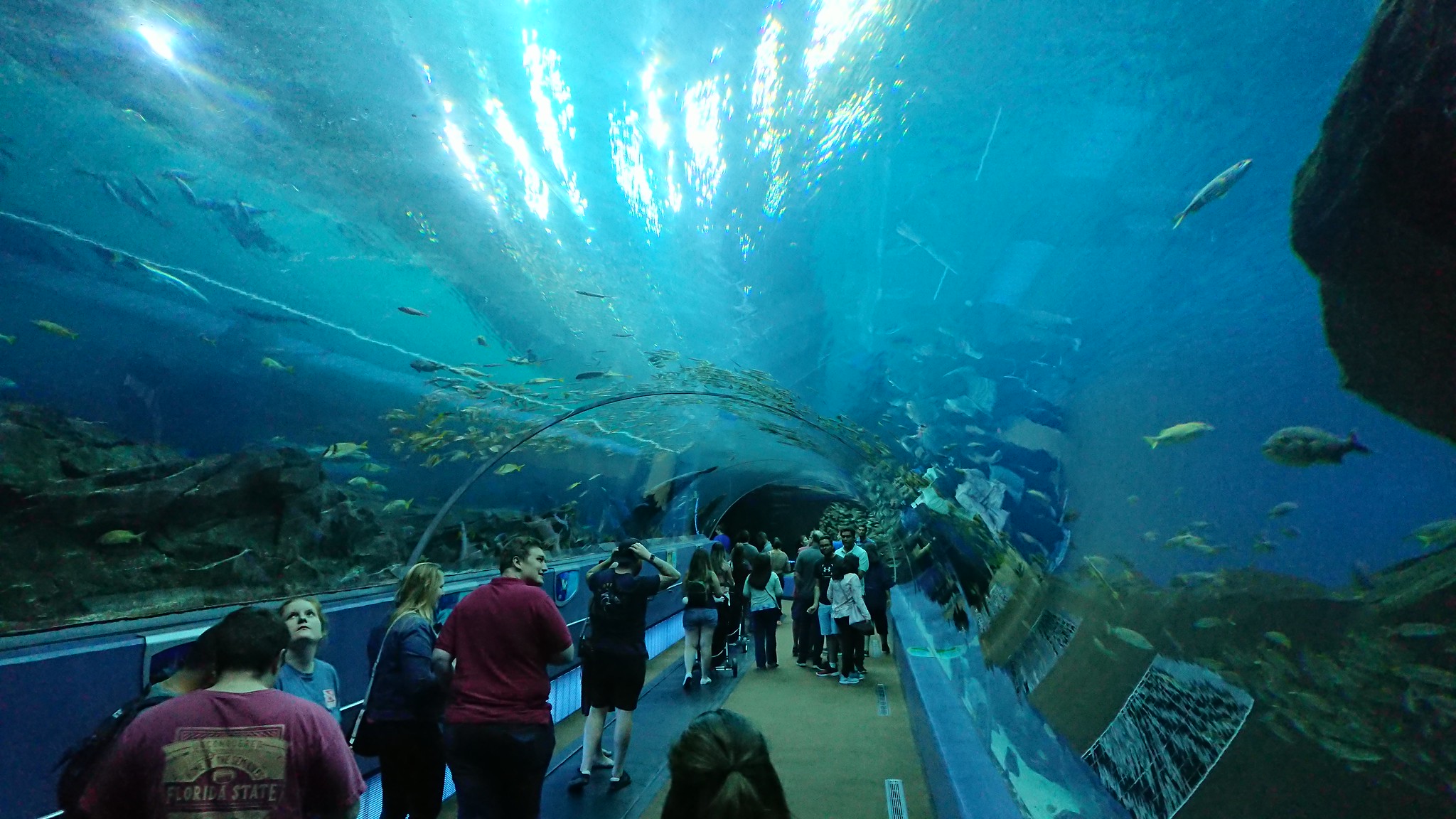 a víz alatt - Georgia Aquarium - Atlanta, GA