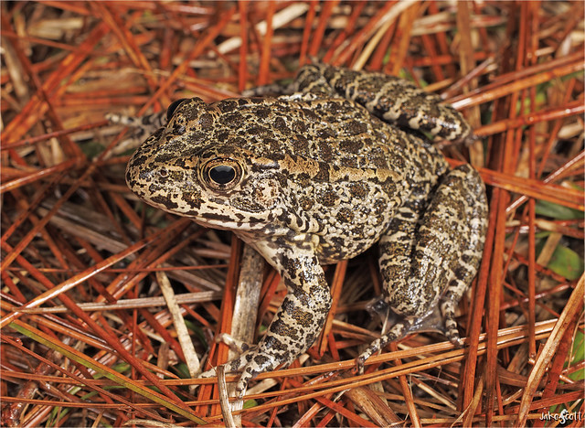 Dusky Gopher Frog (Lithobates sevosus)