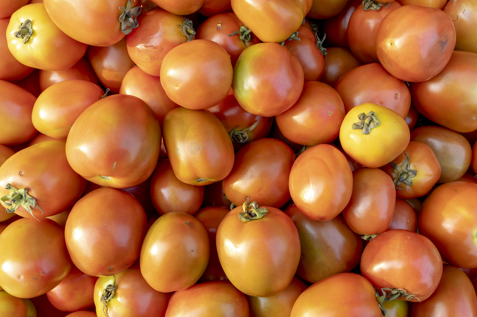 Horticulture Tomato