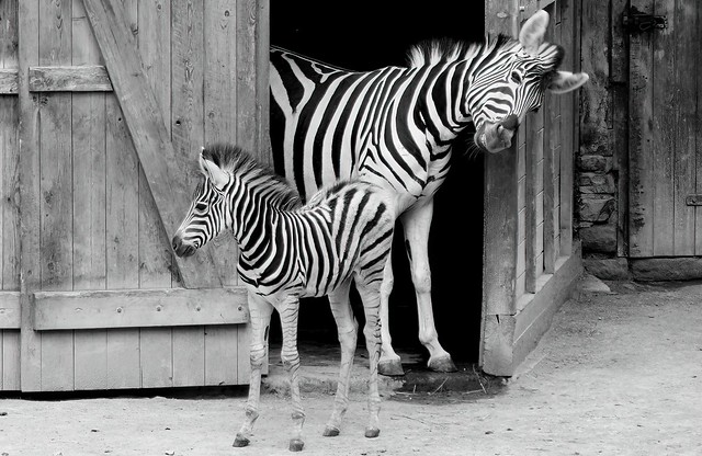 Playful zebras in morning