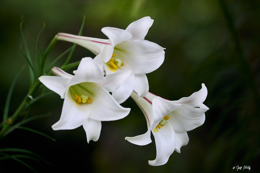 Easter Lily Trio