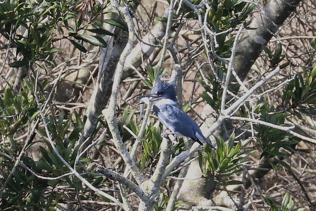 Megaceryle alcyon Belted Kingfisher