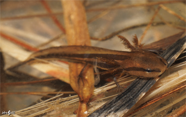 Reticulated Flatwoods Salamander (Ambystoma bishopi)
