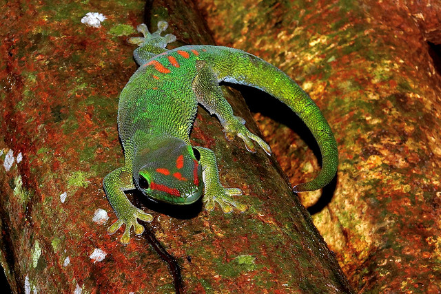 Madagascar Day Gecko ©twe2022☼