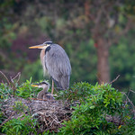 GBH with Chick at Venice Rookery Great Blue Heron with Chick at Venice Rookery this morning.