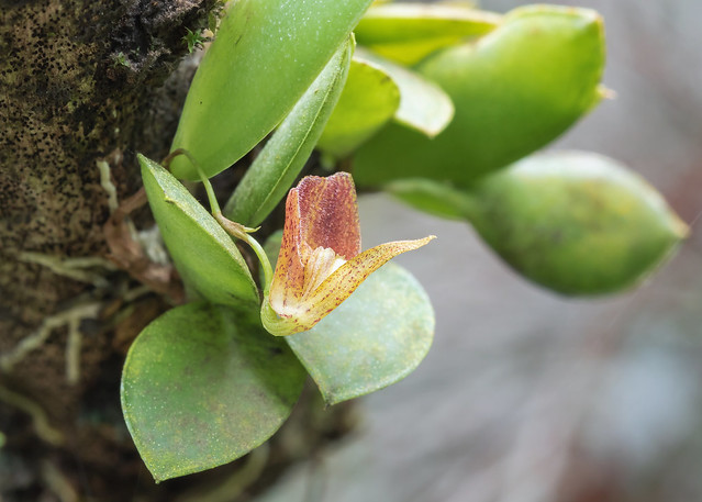 Pabstiella aryter 5269-1; Orchidaceae (1)