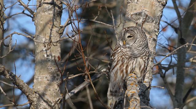 Barred Owl...#5