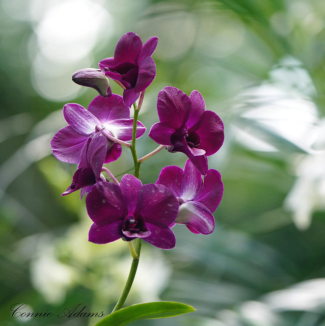 Orchids delight