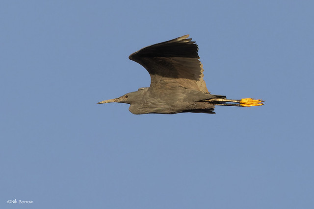 Black Heron Egret ardesiaca