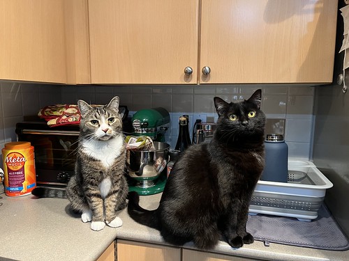 Watson, a tabby cat, and Raven, a black cat, sitting on the kitchen counter