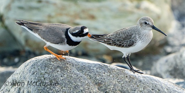 Ringed Plover and Dunlin