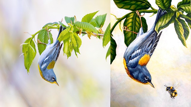 Northern Parula Painting and Photo