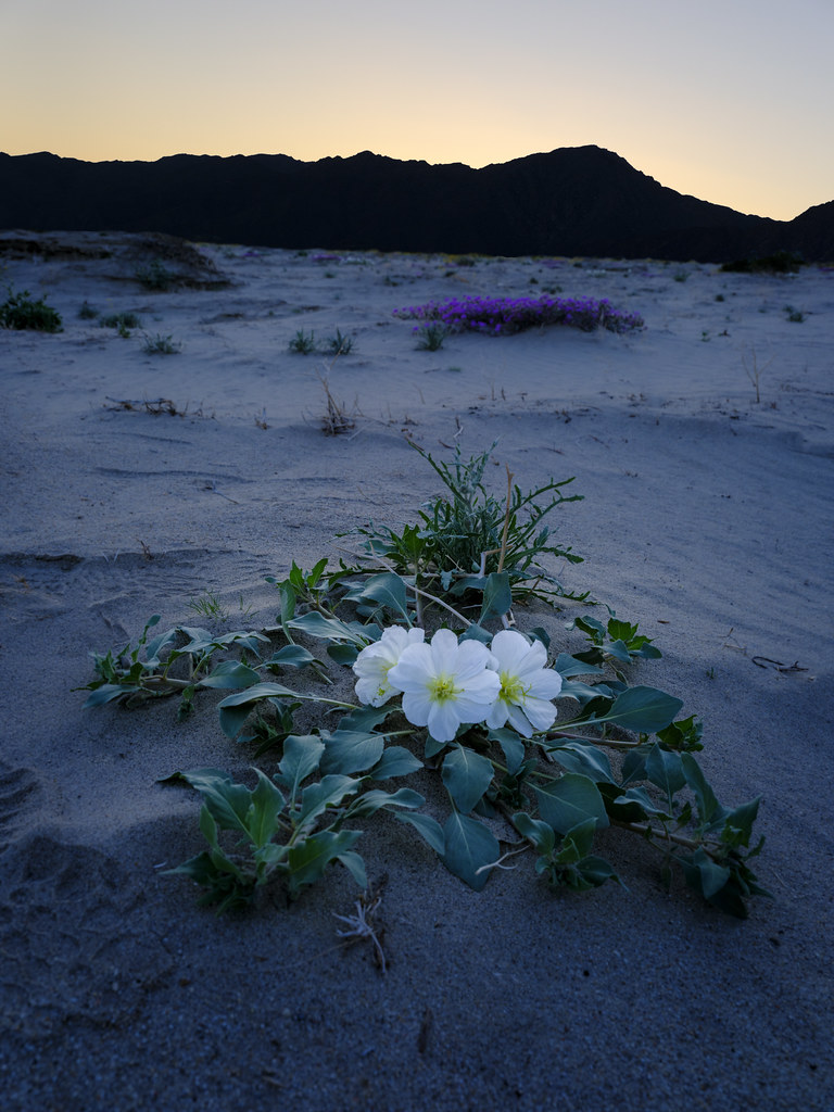 Desert flowers 2023