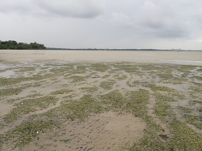 Dugong feeding trails, Chek Jawa north, Feb 2023