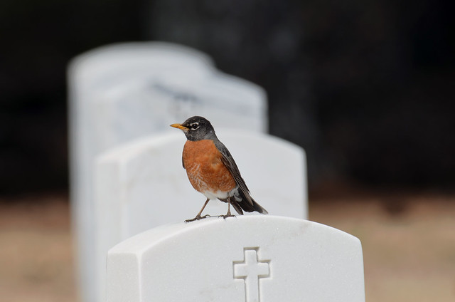 American Robin @ National cemetery