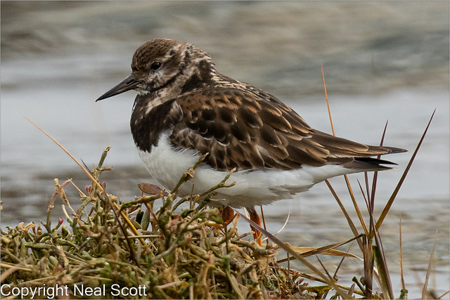 Turnstone at Nore Barn-