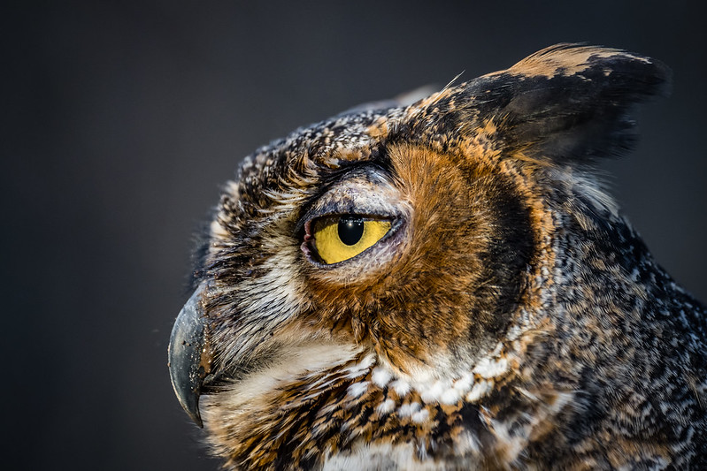 Great Horned Owl - profile