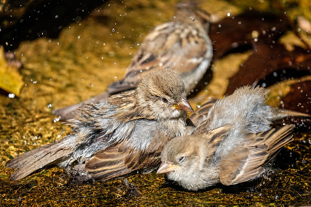 Bath Time - Sparrows