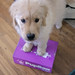I've Got My PupBox