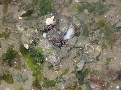 Tidal hermit crab (Diogenes sp.)