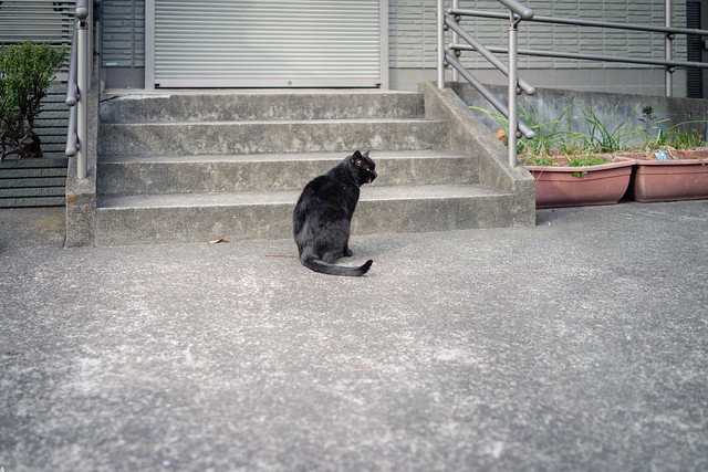きょうの黒猫