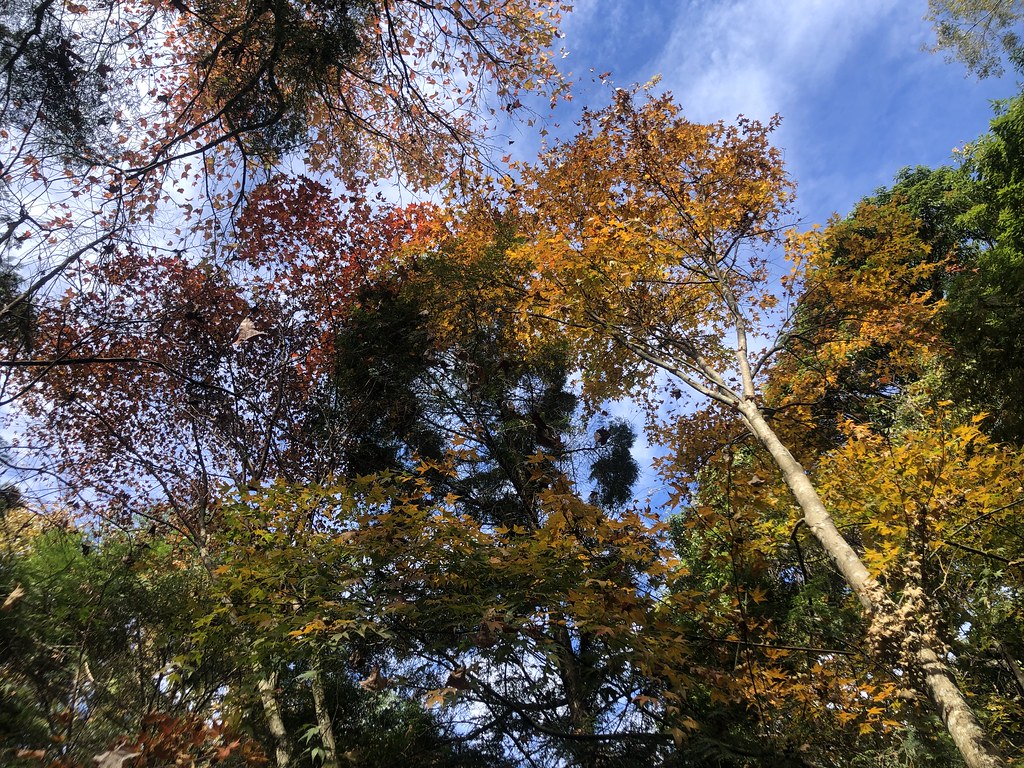 一般造林樹種的樹體較為粗壯，較果樹的儲碳量高。圖為阿里山的香杉。圖片來源：柳婉郁教授團隊