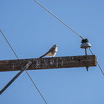 Kestrel on power pole at Cibola NWR in AZ-02 2-8-23                                