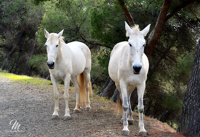 Unos caballos blancos