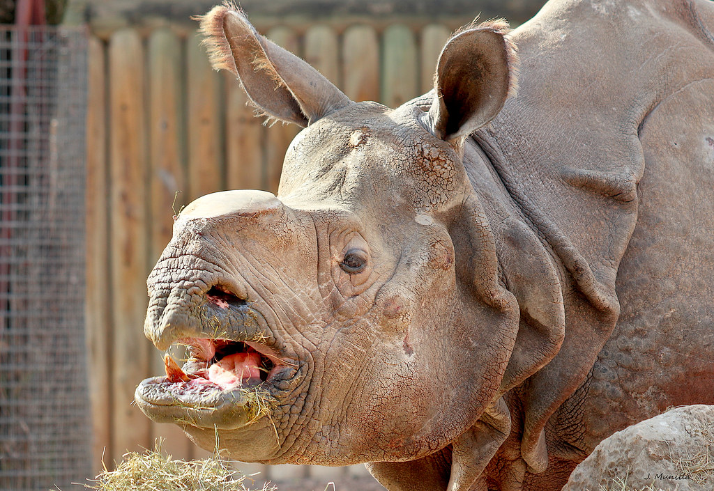 Rinoceronte indio _MG_5354  Explore!  February 21, 2023
