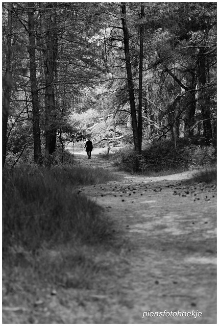 Forest walk.