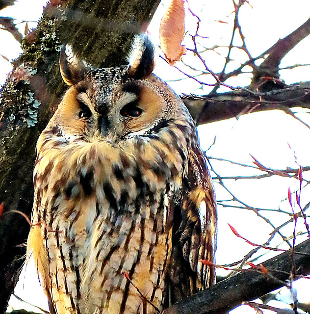 Besucher in der Stadt. Long eared owl in the City