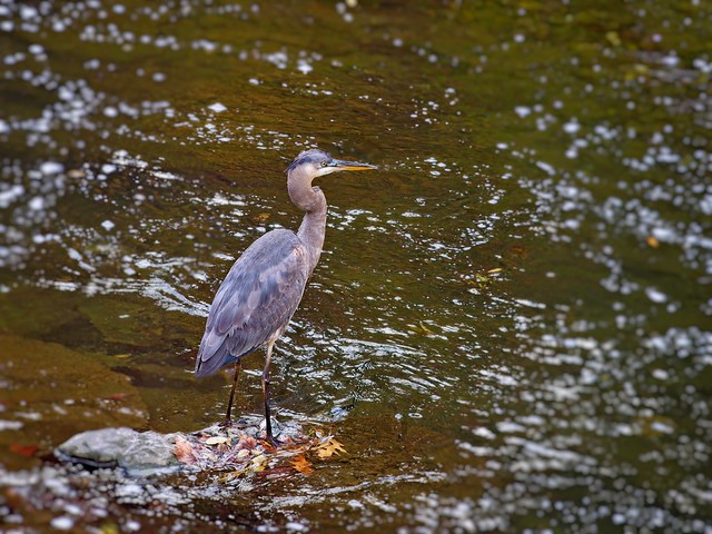Great Blue Heron on the Riverbank