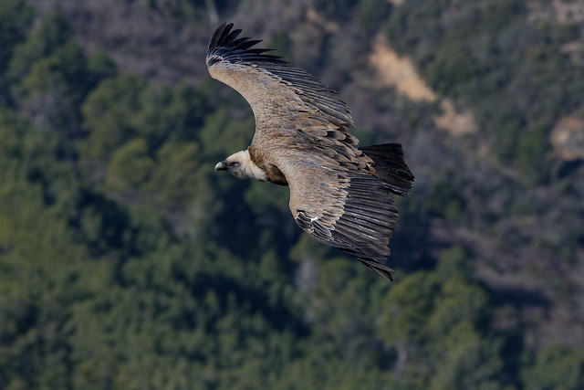 Vautour fauve - Gyps fulvus  - Griffon Vulture - Buitre leonado - Gänsegeier