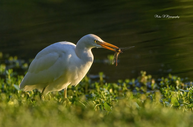 Snack time,Cattle egret