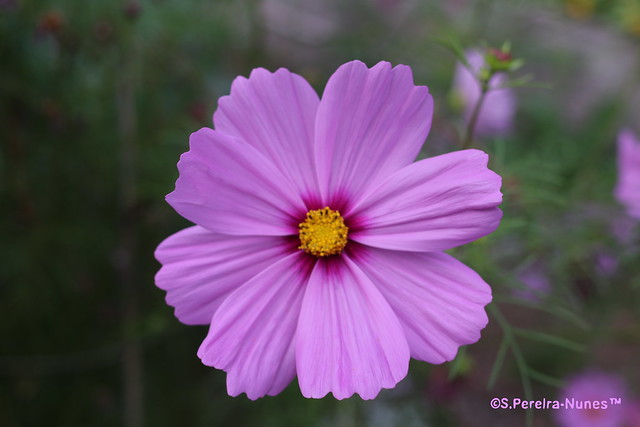 A solo cosmos, UBC, Greater Vancouver, BC, Canada