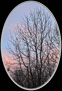 A neighbour's tree in winter with sunset clouds