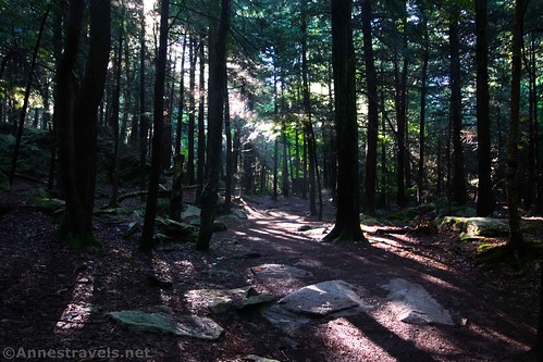 Sunlight through the trees at the Lake Rose Trailhead of the Falls Trail, Ricketts Glen State Park, Pennsylvania