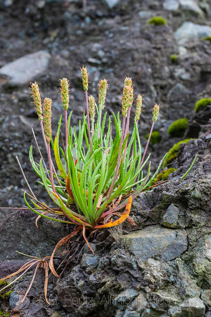 Seaside Plantain In Olympic National Park