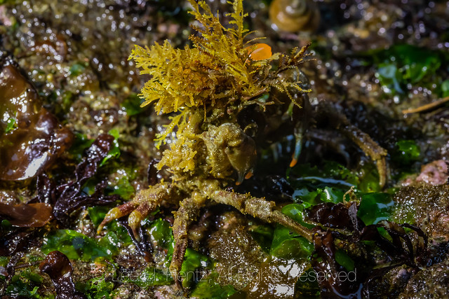 Graceful Decorator Crab at Point of Arches In Olympic National Park