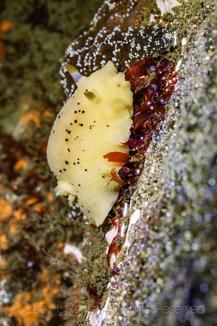 Monterey Dorid at Point of Arches In Olympic National Park