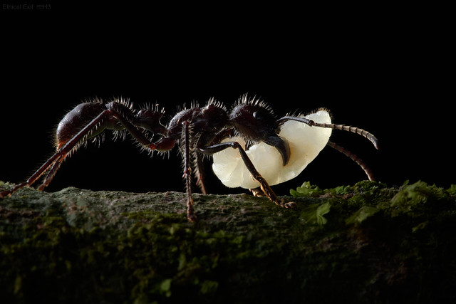 Bullet ant (Paraponera clavata) with larva