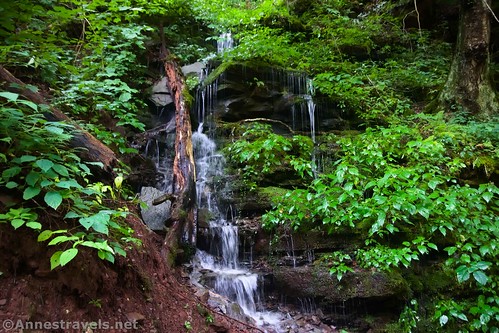 A small runoff channel in Ganoga Glen along the Falls Trail in Ricketts Glen State Park, Pennsylvania